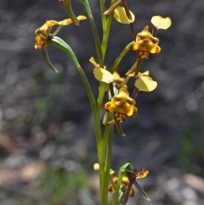Diuris maculata (Spotted Doubletail) at Yalwal, NSW - 16 Sep 2013 by AlanS