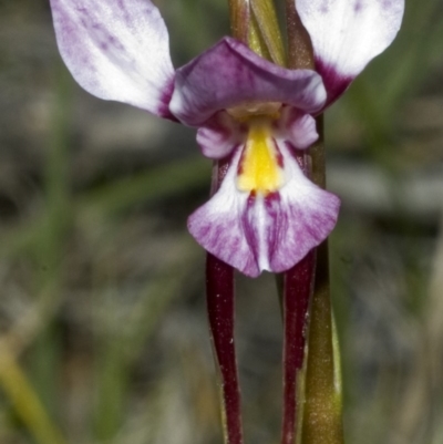 Diuris punctata (Purple Donkey Orchid) at Tianjara, NSW - 22 Oct 2006 by AlanS