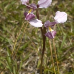 Diuris punctata (Purple Donkey Orchid) at Nowra, NSW - 10 Oct 2011 by AlanS