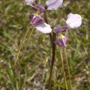 Diuris punctata at suppressed - suppressed