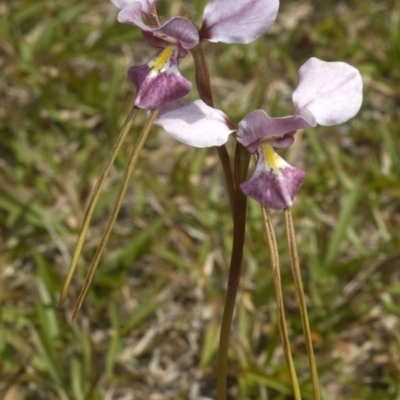 Diuris punctata (Purple Donkey Orchid) at Nowra, NSW - 10 Oct 2011 by AlanS