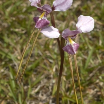 Diuris punctata var. punctata (Purple Donkey Orchid) at Nowra, NSW - 9 Oct 2011 by AlanS