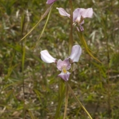 Diuris punctata at suppressed - suppressed