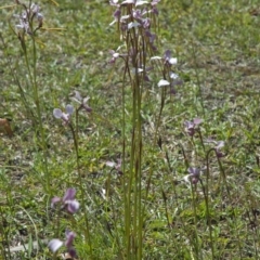 Diuris punctata at suppressed - 10 Oct 2011