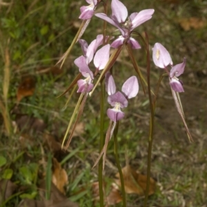 Diuris punctata at suppressed - 10 Oct 2011