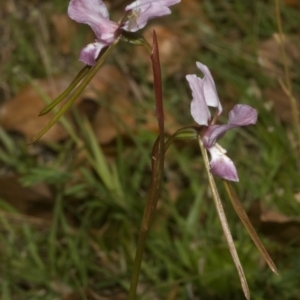 Diuris punctata at suppressed - suppressed