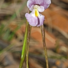 Diuris punctata var. punctata (Purple Donkey Orchid) at Basin View, NSW - 16 Oct 2012 by AlanS