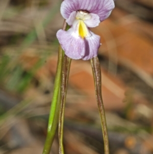 Diuris punctata at suppressed - 17 Oct 2012