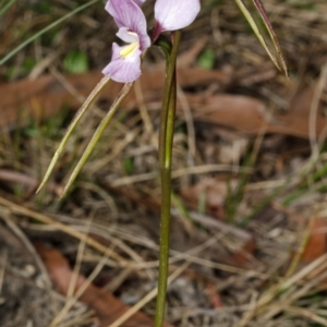 Diuris punctata at suppressed - 17 Oct 2012