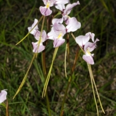 Diuris punctata (Purple Donkey Orchid) at Nowra, NSW - 21 Sep 2013 by AlanS