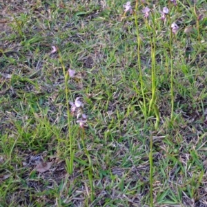 Diuris punctata at suppressed - suppressed