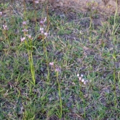 Diuris punctata at suppressed - suppressed