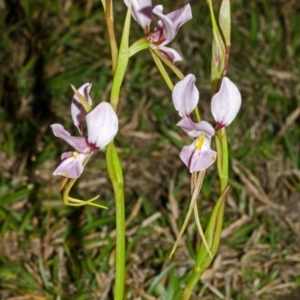 Diuris punctata at suppressed - suppressed