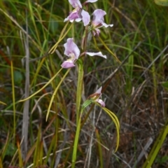 Diuris punctata var. punctata (Purple Donkey Orchid) at South Pacific Heathland Reserve - 25 Oct 2014 by AlanS