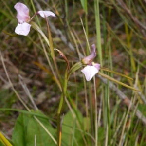 Diuris punctata at suppressed - suppressed