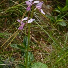 Diuris punctata at suppressed - 26 Oct 2014