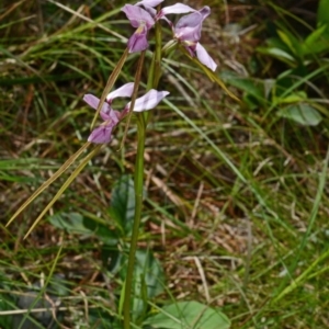 Diuris punctata at suppressed - suppressed