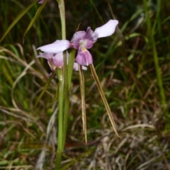 Diuris punctata at suppressed - suppressed