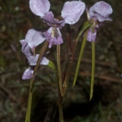 Diuris punctata var. punctata (Purple Donkey Orchid) at Nowra, NSW - 13 Oct 2011 by AlanS