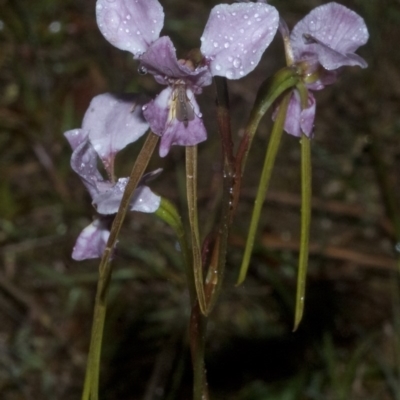 Diuris punctata var. punctata (Purple Donkey Orchid) at Nowra, NSW - 13 Oct 2011 by AlanS