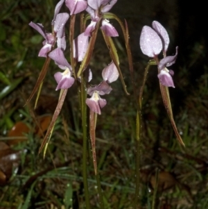 Diuris punctata at suppressed - suppressed