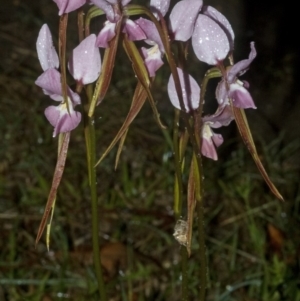 Diuris punctata at suppressed - suppressed