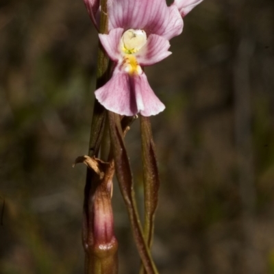 Diuris punctata (Purple Donkey Orchid) at Tianjara, NSW - 18 Nov 2005 by AlanS