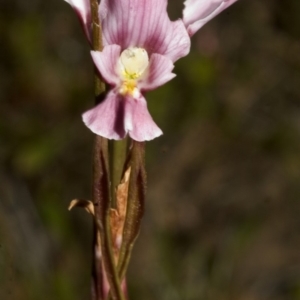 Diuris punctata at suppressed - suppressed