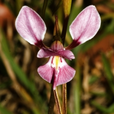 Diuris punctata (Purple Donkey Orchid) at Nowra, NSW - 8 Oct 2007 by AlanS