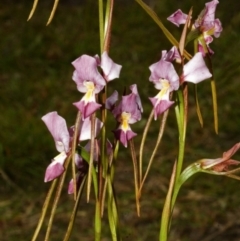 Diuris punctata at suppressed - suppressed