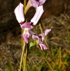 Diuris punctata at suppressed - suppressed