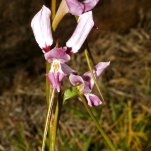 Diuris punctata at suppressed - suppressed