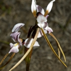 Diuris punctata at suppressed - suppressed