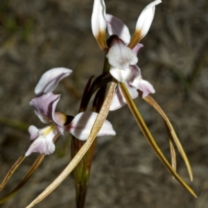 Diuris punctata at suppressed - suppressed