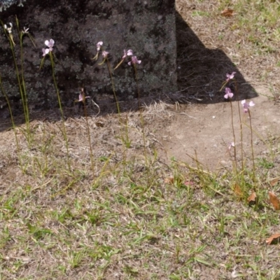 Diuris punctata var. punctata (Purple Donkey Orchid) at Nowra, NSW - 4 Oct 2015 by AlanS