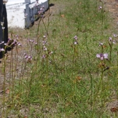 Diuris punctata var. punctata at suppressed - 5 Oct 2015