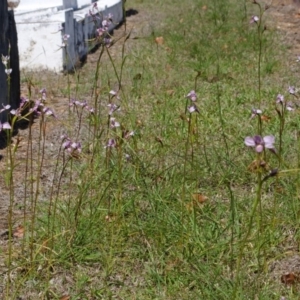 Diuris punctata var. punctata at suppressed - 5 Oct 2015