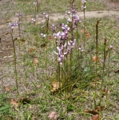 Diuris punctata var. punctata at suppressed - 5 Oct 2015