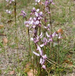 Diuris punctata var. punctata at suppressed - 5 Oct 2015