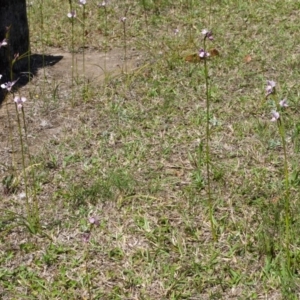 Diuris punctata var. punctata at suppressed - 5 Oct 2015