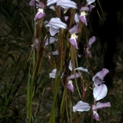 Diuris punctata var. punctata (Purple Donkey Orchid) at Nowra, NSW - 4 Oct 2011 by AlanS