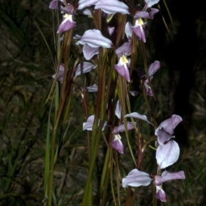 Diuris punctata at suppressed - suppressed