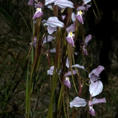 Diuris punctata var. punctata (Purple Donkey Orchid) at Nowra, NSW - 4 Oct 2011 by AlanS