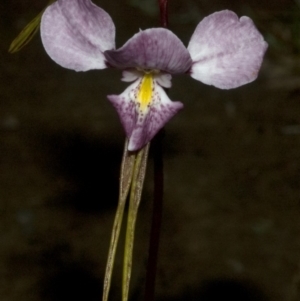 Diuris punctata at suppressed - suppressed