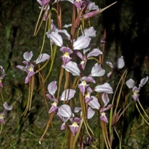 Diuris punctata at suppressed - suppressed