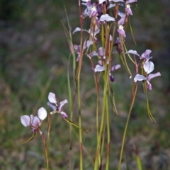 Diuris punctata at suppressed - suppressed