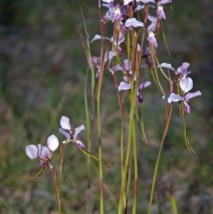 Diuris punctata at suppressed - suppressed