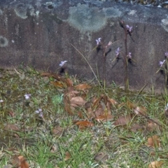 Diuris punctata at suppressed - 5 Oct 2011