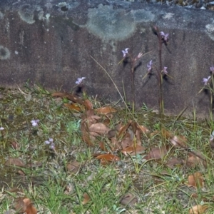 Diuris punctata at suppressed - 5 Oct 2011