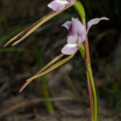 Diuris punctata var. punctata (Purple Donkey Orchid) at Vincentia, NSW - 31 Oct 2013 by AlanS